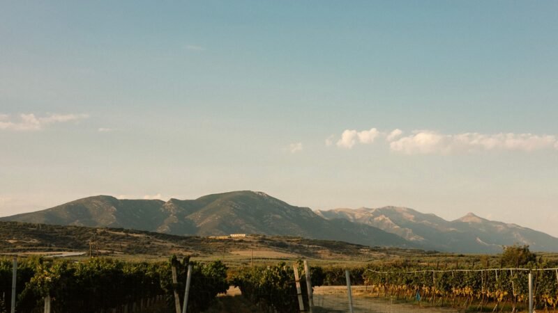 Nemea: Wine, Archaeology and Flavours in One Unmissable Destination