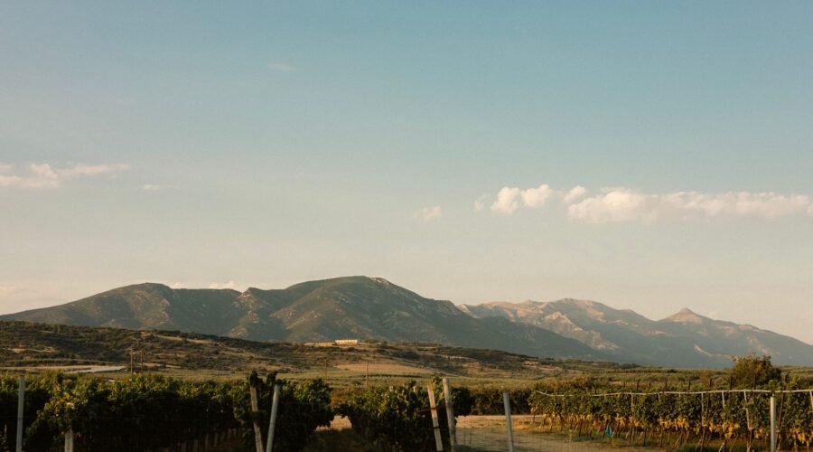 Nemea: Wine, Archaeology and Flavours in One Unmissable Destination