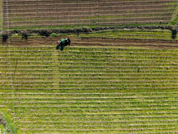 Nemea Wineries: A Journey to the Heart of Corinthia's Agiorgitiko 2 Nemea Wineries: A Journey to the Heart of Corinthia’s Agiorgitiko