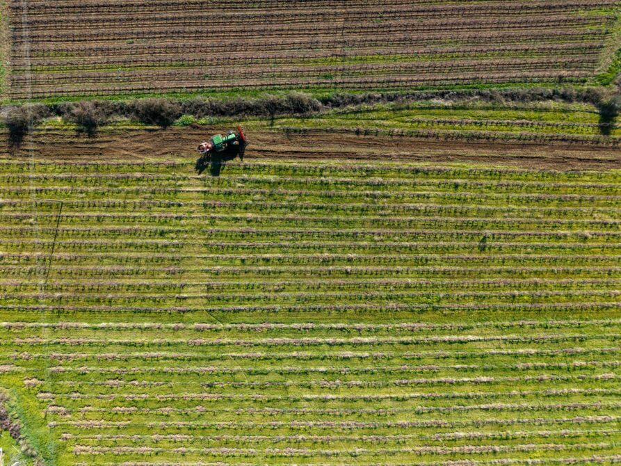Vc the vineyards of nemea