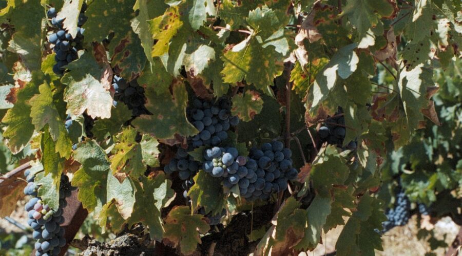 Nemea Wineries: A Journey to the Heart of Corinthia’s Agiorgitiko
