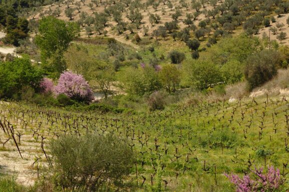 Τα Οινοποιεία της Κορινθίας: Πέρα από τη Νεμέα, Μια Γευστική Διαδρομή 2 Αμπελώνες και ελαιώνες στην περιοχή της Νεμέας, Κορινθία