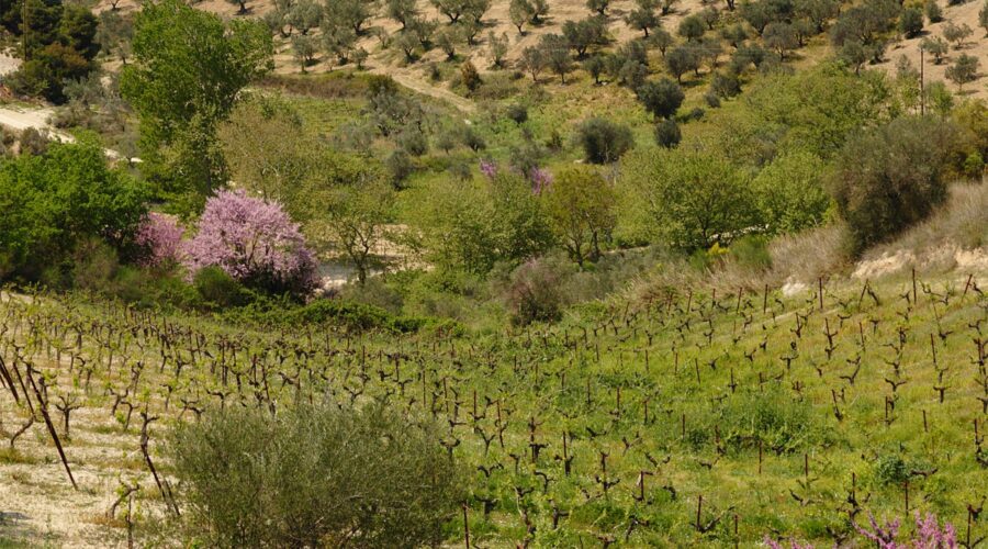 Corinthia Wineries: Beyond Nemea, A Flavorful Journey