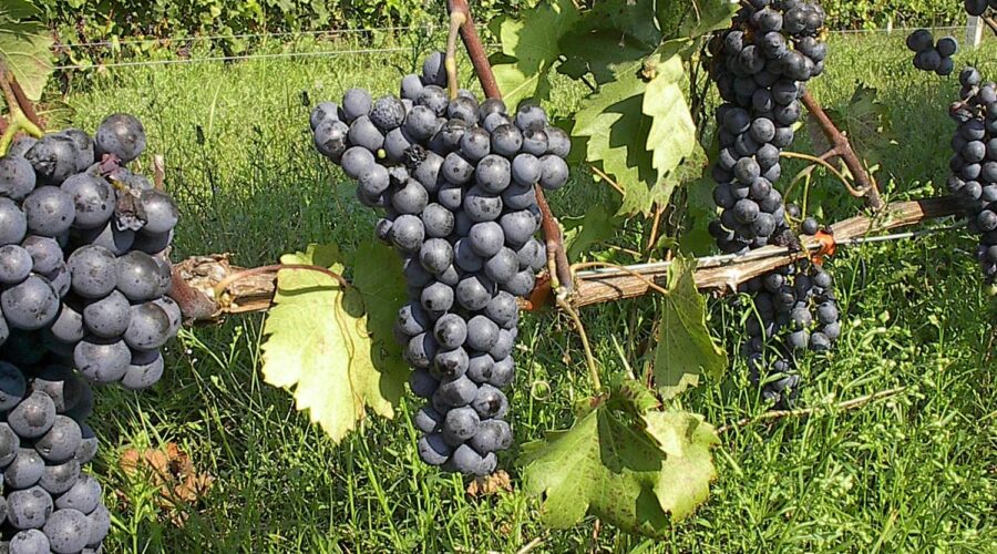 Nemea harvest & autumn