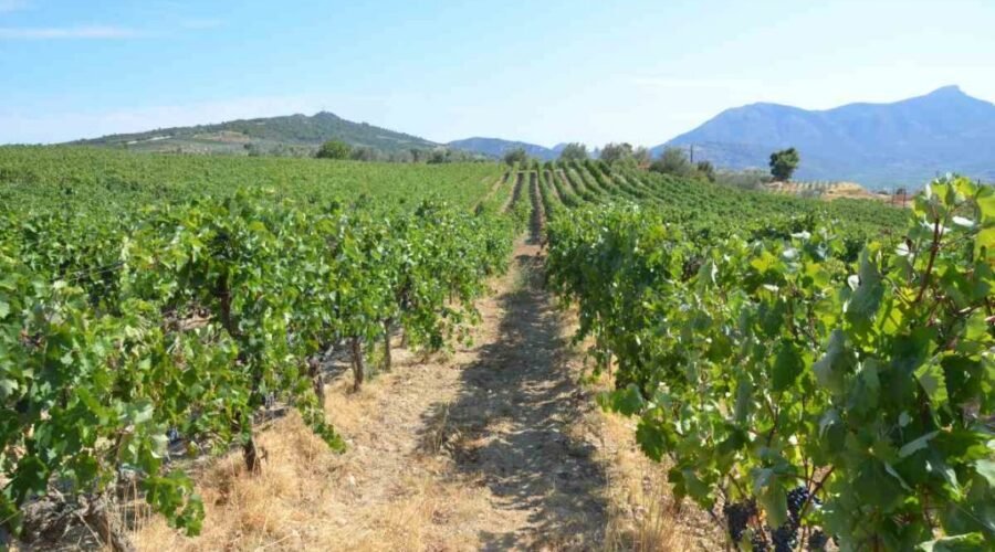 Σαββατοκύριακο στα χωριά του κρασιού
