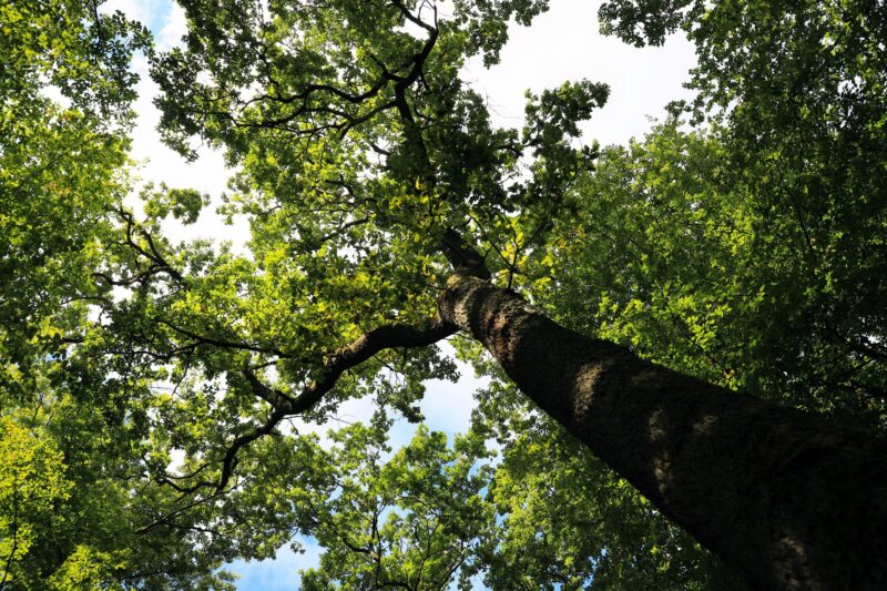 Mogostos Oak Forest: An Ancient Forest Refuge in Corinthia